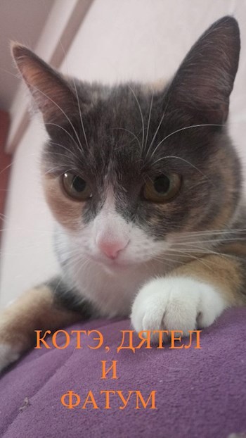 Котэ, дятел и фатум