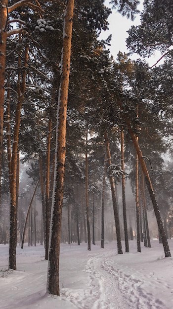 Ортусолис. Подарки Ниомины