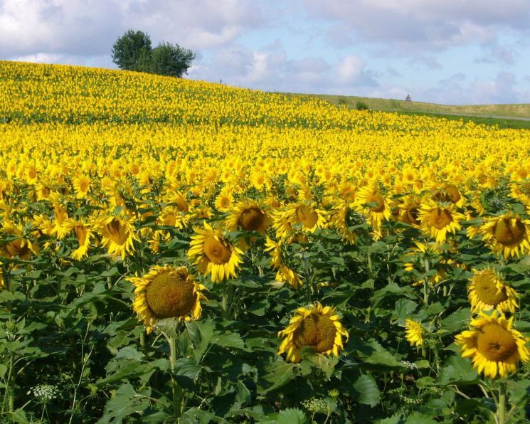 Записки на полях подсолнечника