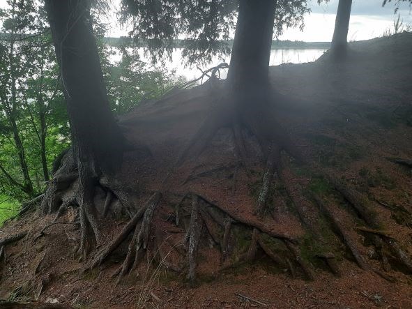 Дети Дикого Леса