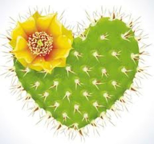 Нежность с колючками. Сказка похожая на правду