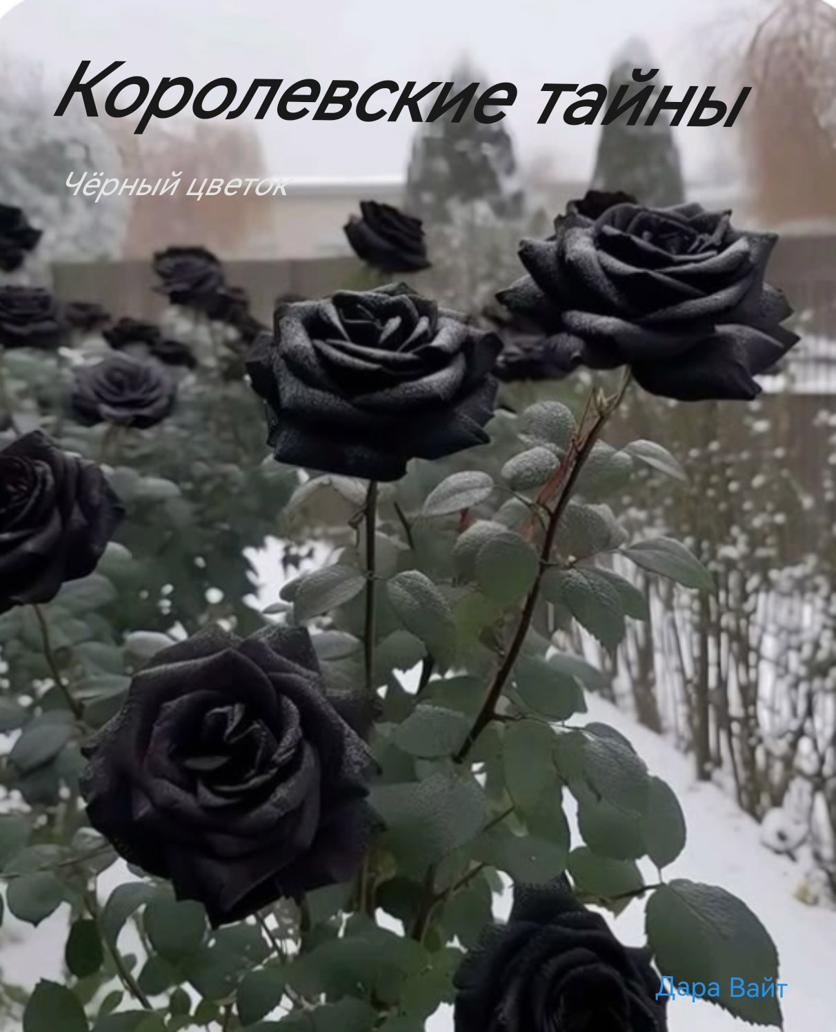 Королевские тайны. Чёрный цветок