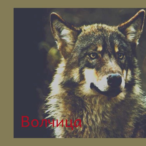 Волчица