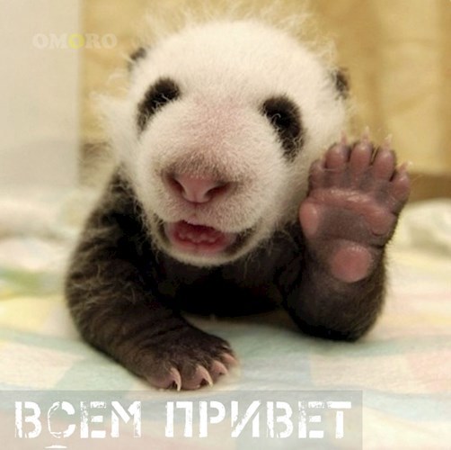 Иронии привет