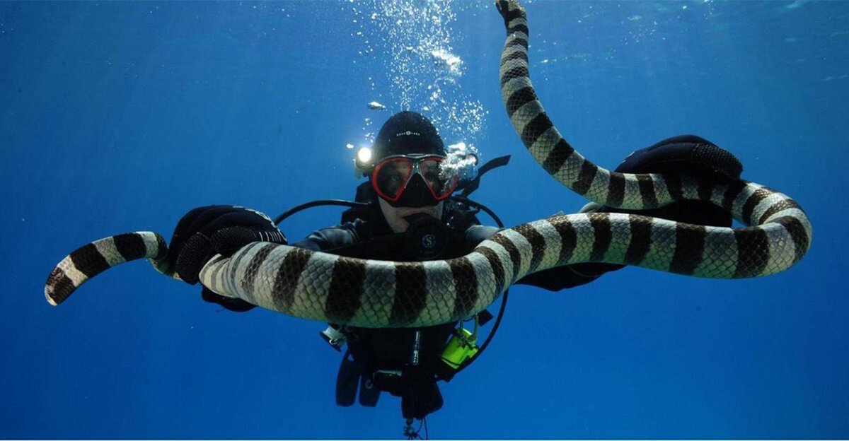 Сильнее льва и даже самого слона