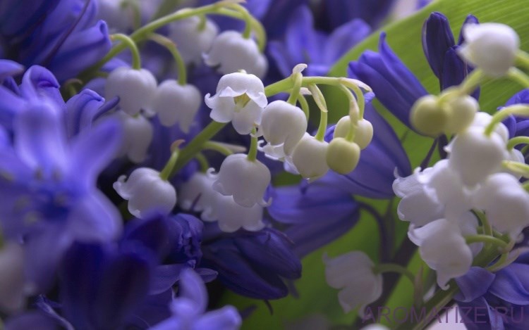 Колокольчик и Ландыш