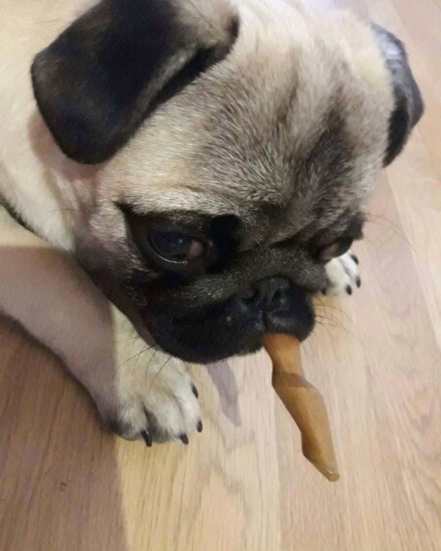 Бублик и вкусняшка