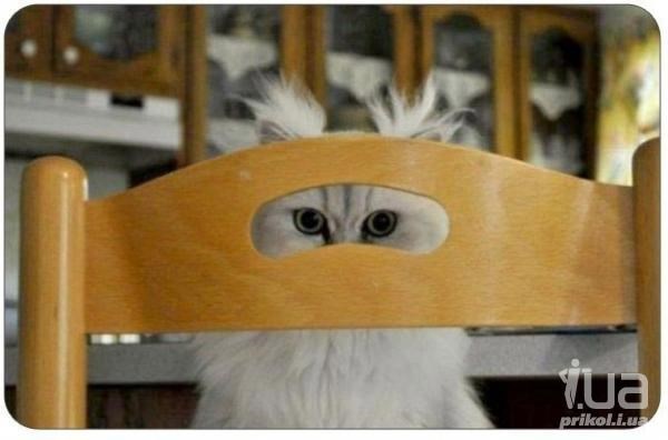 Загадочное приключение репера Павлика