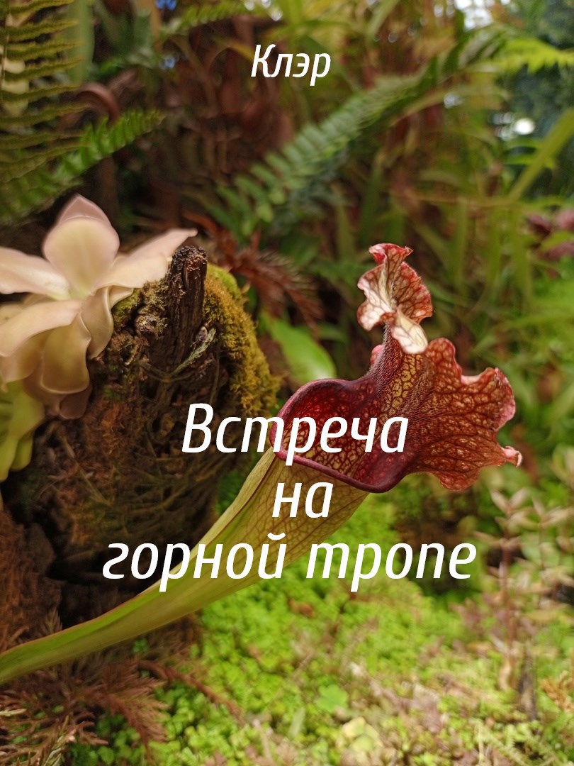 Встреча на горной тропе