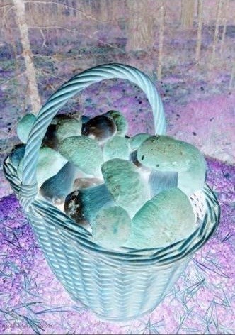 Тихая охота