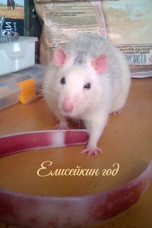 Елисейкин год