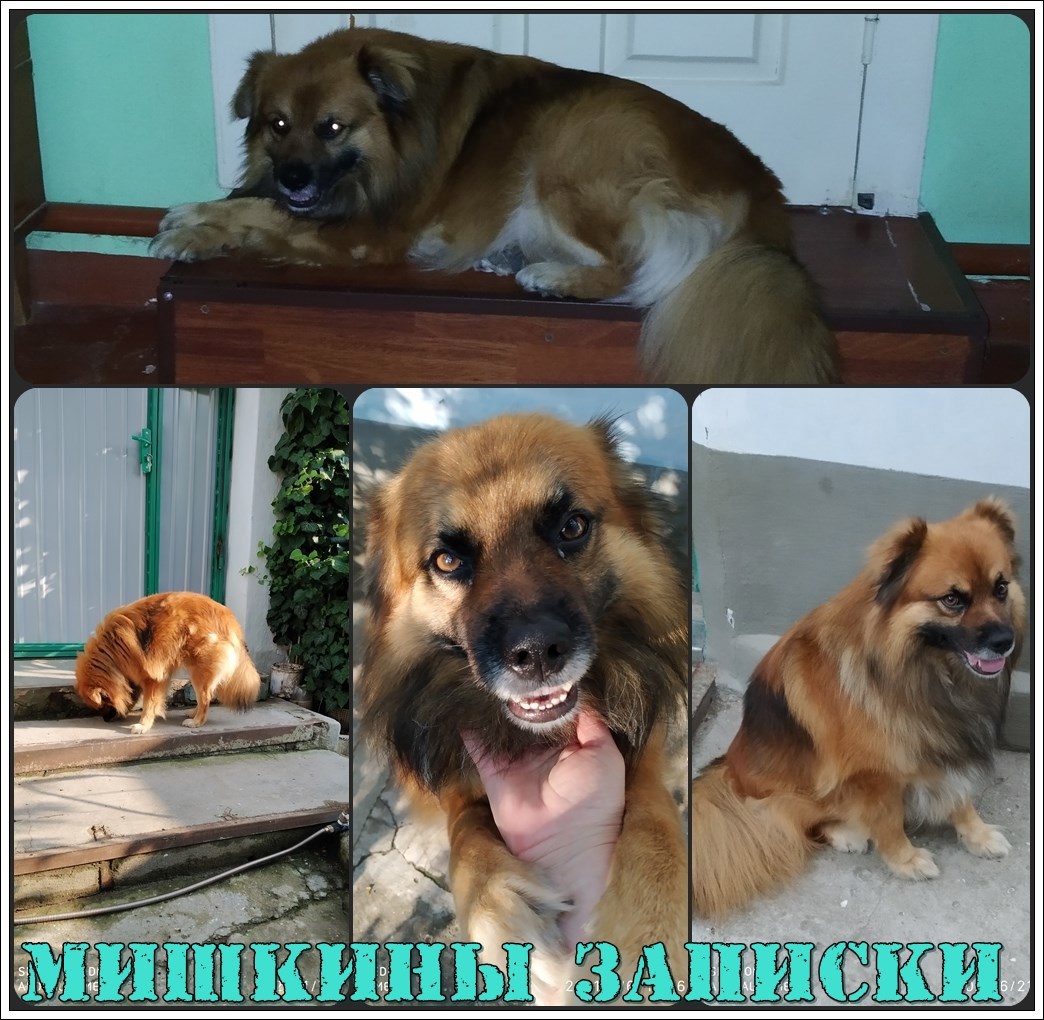 Из записок Мишки надворного советника и аристократа из Новофёдоровки