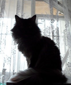 Кот который смотрел телевизор