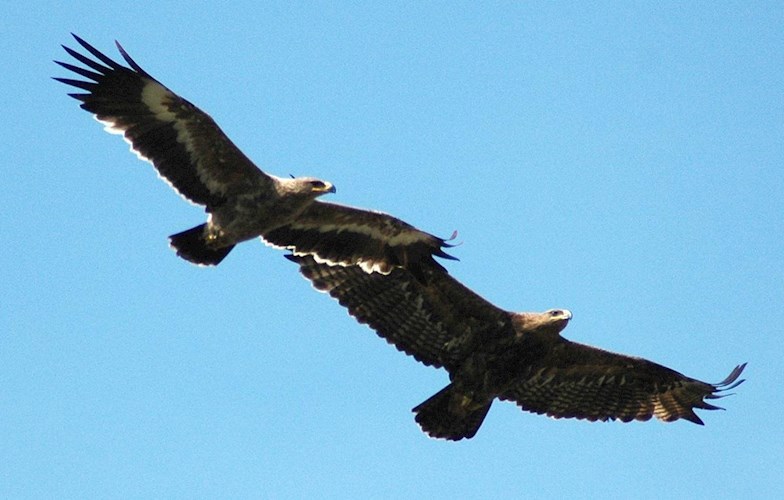 Почти все... о полетах