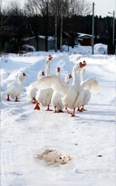 Белый Бим и злые гуси.