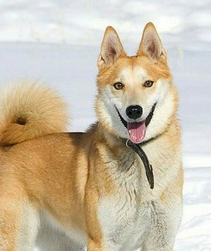 Собаки умеют любить с рождения. (соавторство, неопубликованное ранее).