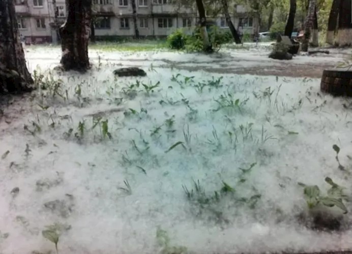 Тополя мне взбивают подушки.