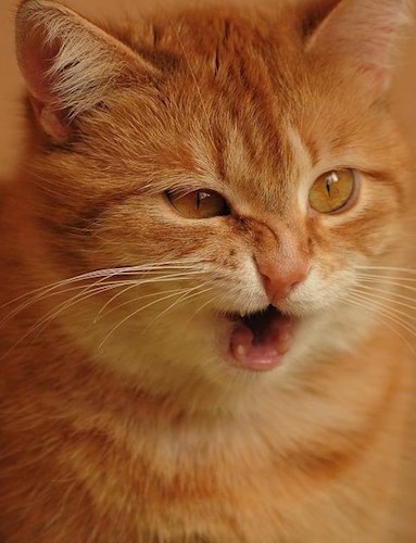 Разговор кота и пса, или Тайная жизнь домашних животных