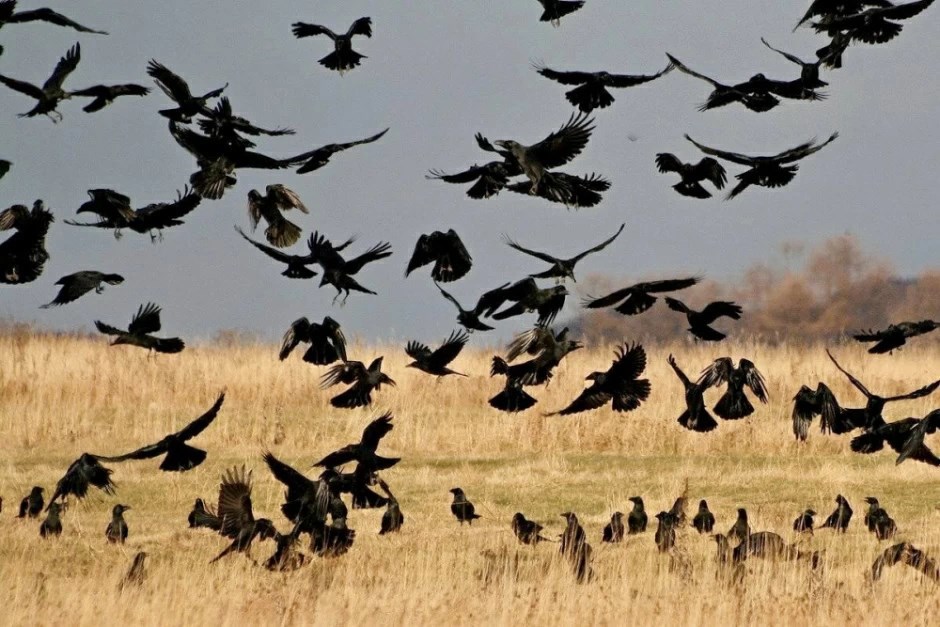 Обидчивые вороны