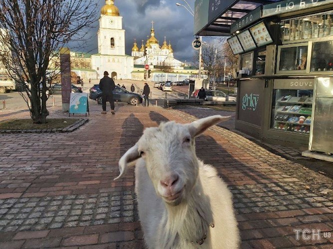 Как же я стал козой?