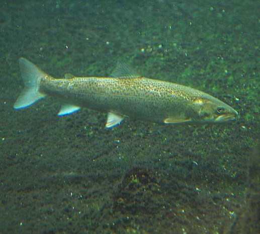 коварная река Волома, часть вторая- опасная щука