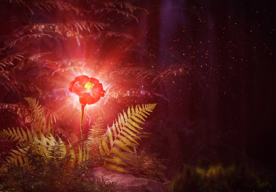 Цветок перуна