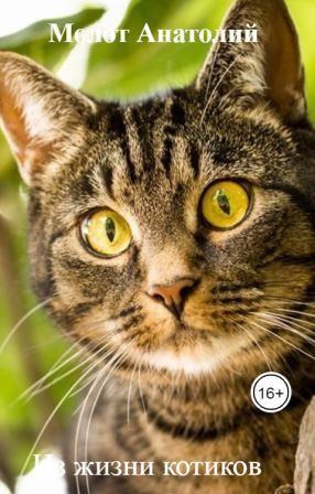 ИЗ ЖИЗНИ КОТИКОВ