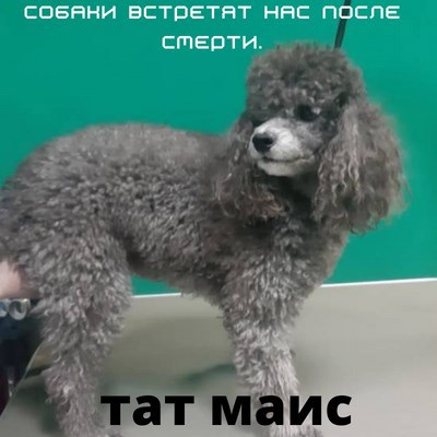 Собаки встретят нас после смерти.