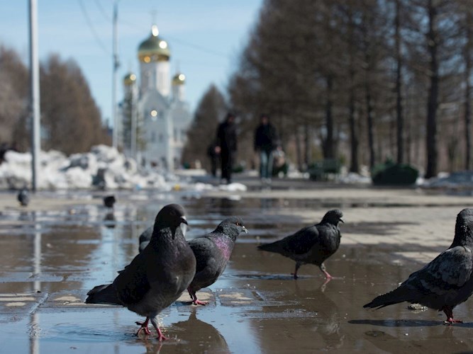 Любовь и голуби