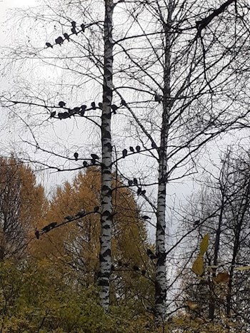 Осенний блюз