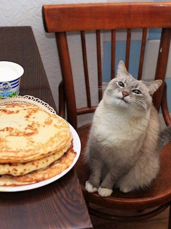 Коты, Вика, бабушка и немного Басков