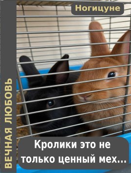 Кролики - это не только ценный мех...