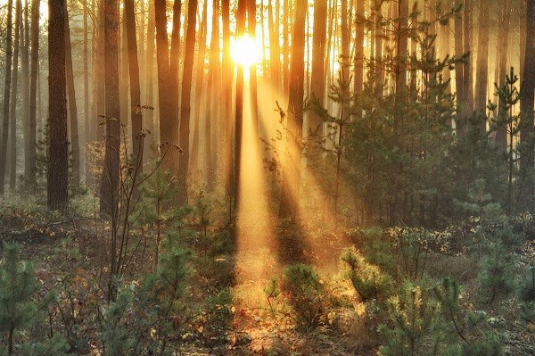 Луч надежды