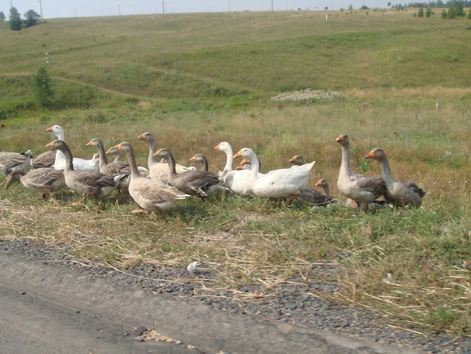 Утро в деревне