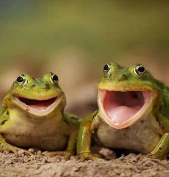 Дачные байки. 1. Лягушачьи брюшки и прочие радости