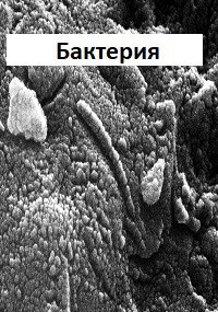 Бактерия