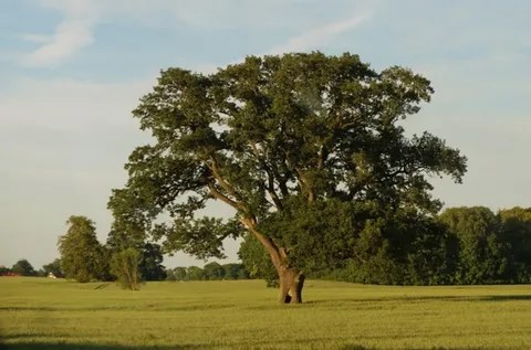 Пиратская сказка