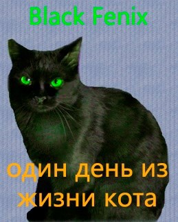 Один день из жизни кота