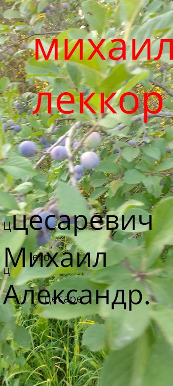 Цесаревич Михаил Александрович (император Михаил II - 2)