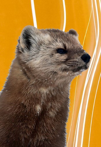 Конец инопланетным