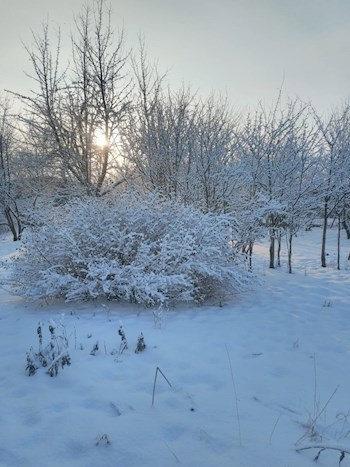 Зимние усадебные хроники