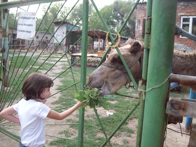 Маринетт Мортем кормит верблюда