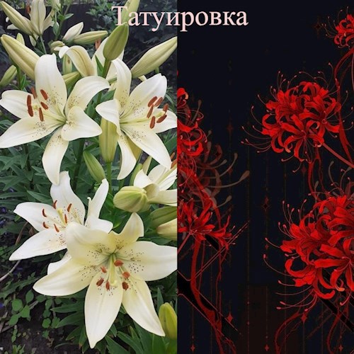 Татуировка