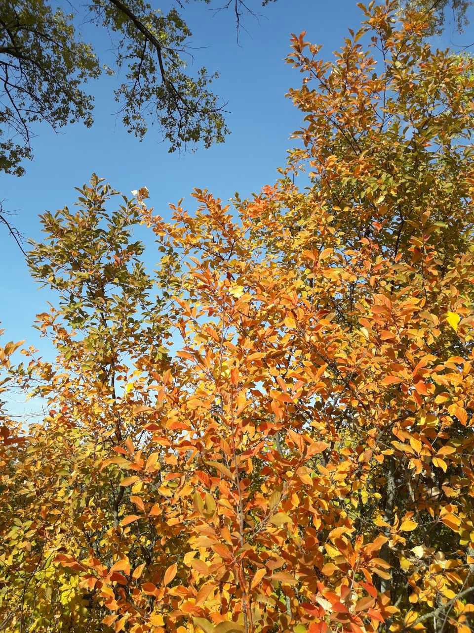 Не звони сюда осень