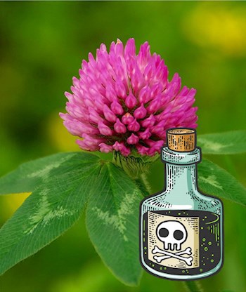 И-го-го это вам не бе-бе-бе!