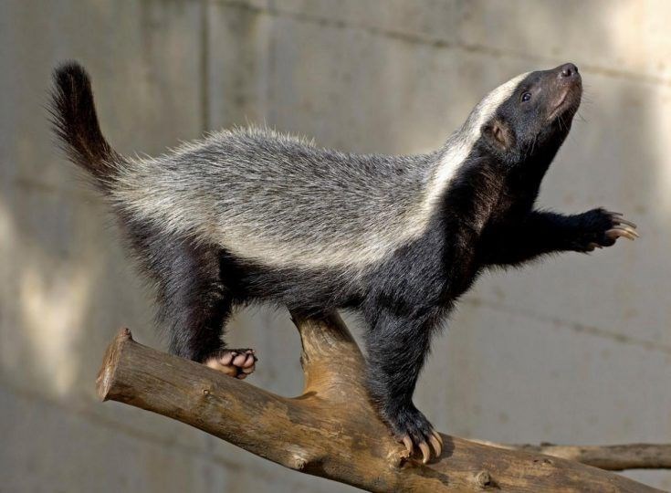 Как выживают чудаки. Часть 3. Несъедобный то есть несъедаемый медоед Болька