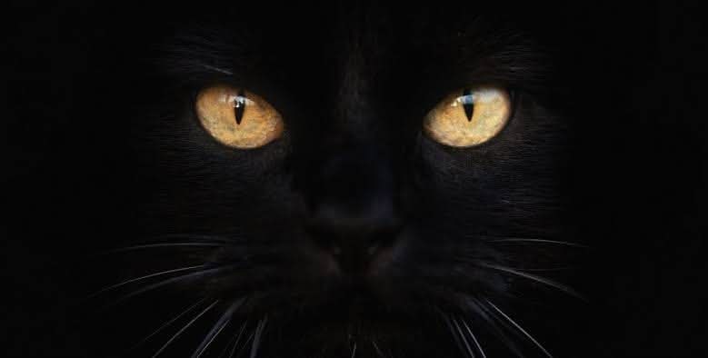 Гребанные бушмены