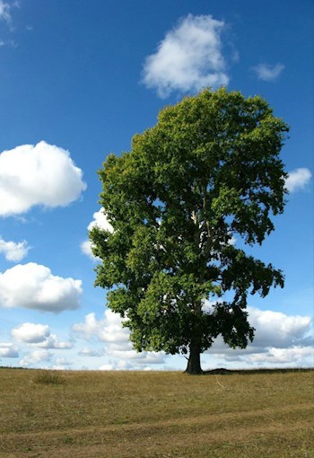 Босоногий странник