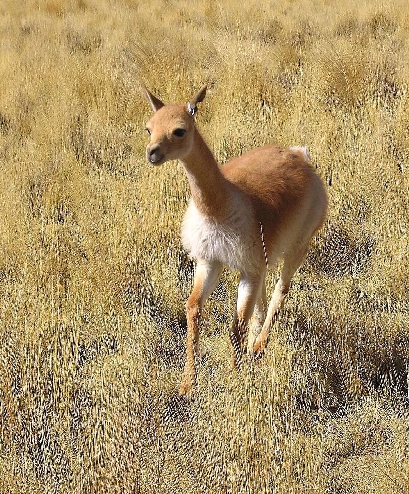 Три коронационных платья или приключение мерлиновских шалей