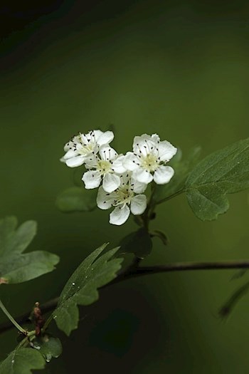 Боярышник и Вероника